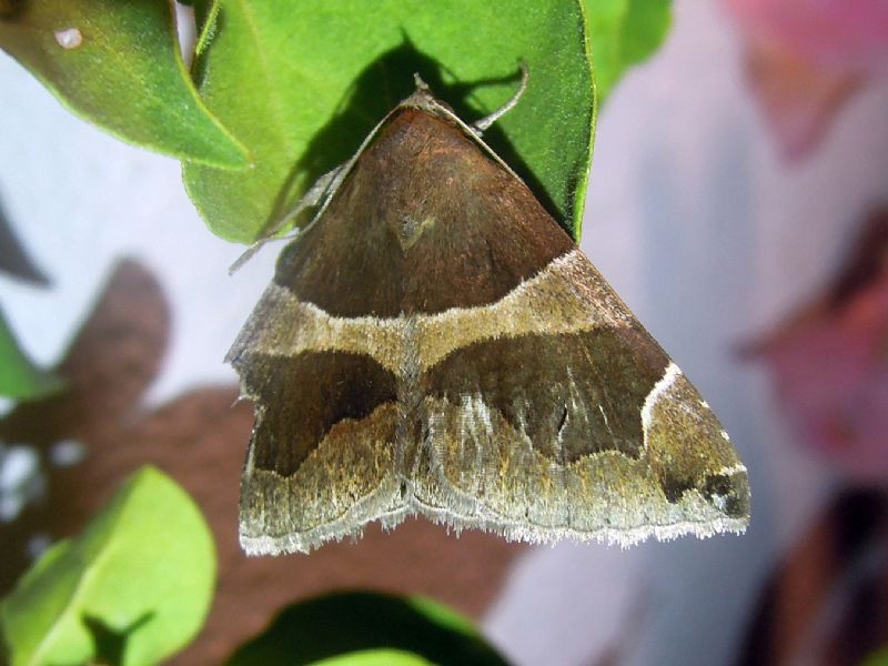 Dysgonia algira